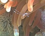 Anemone Partner Shrimp