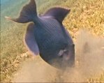 Blue Triggerfish