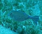 Yellow Boxfish