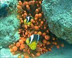 Red Sea Anemonefish