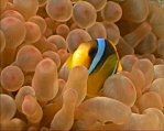 Red Sea Anemonefish