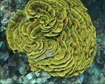 Yellow Waver Coral