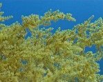 Soft Coral