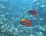 Eightline Wrasse