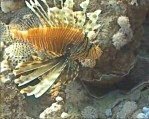 Lionfish