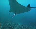 Manta Ray