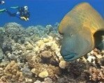 Napoleon Wrasse