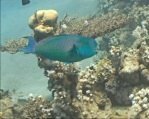 Parrotfish