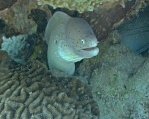 Peppered Moray Eel