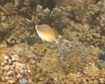 Arabian Picasso Triggerfish