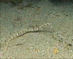 Schultz's Pipefish