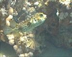 Yellowspotted Burfish