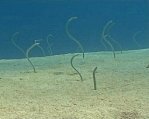 Red Sea Garden Eels