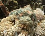 Bearded Scorpionfish