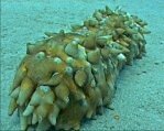 Sea Cucumber