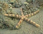 Sea Star