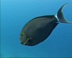 Surgeonfish