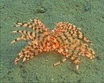 Indian Tubeworm