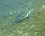 Hawksbill Turtle