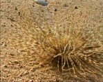 Sea Urchin