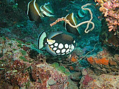 clown triggerfish