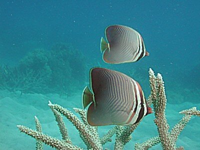 butterflyfish with unsharp mask applied