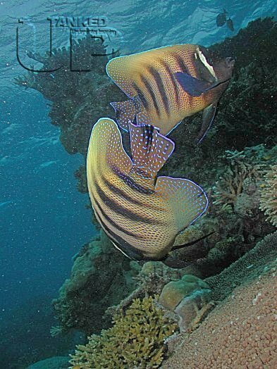 Pair of 6 Banded Angelfish