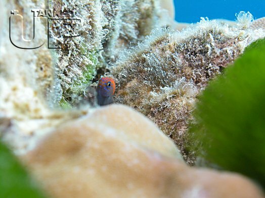 Mimic Blenny