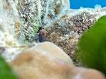 Mimic Blenny