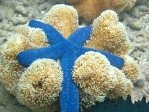 Blue Sea Star or Blue Starfish