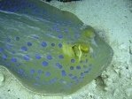 Blue Spotted Ray