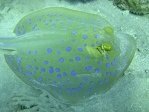 Blue Spotted Ray