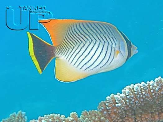 Butterflyfish