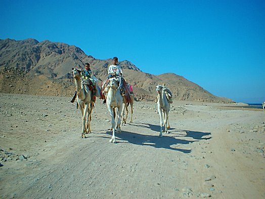 Dahab Bedouin kids with their camels