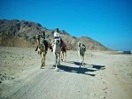 Bedouin kids with their camels