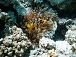 Red Sea Anemone Fish