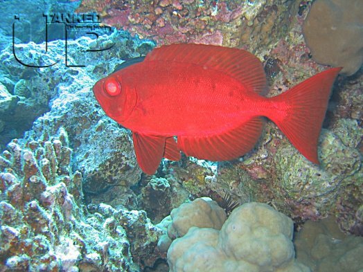 Common Bigeye