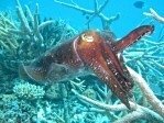 Giant Cuttlefish