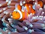 Eastern Clownfish