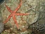 Egyptian Sea Star