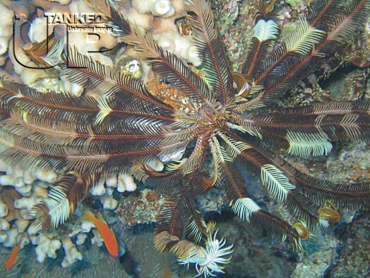 Feather Star