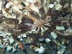 Feather Star