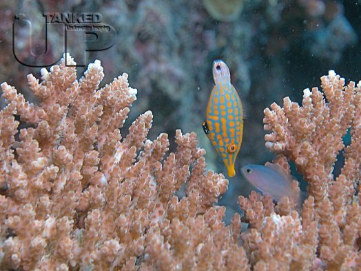 Harlequin File Fish