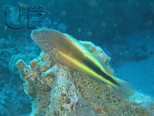 Freckled Hawkfish