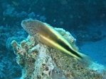 Freckled Hawkfish