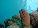 Giant Moray Eel