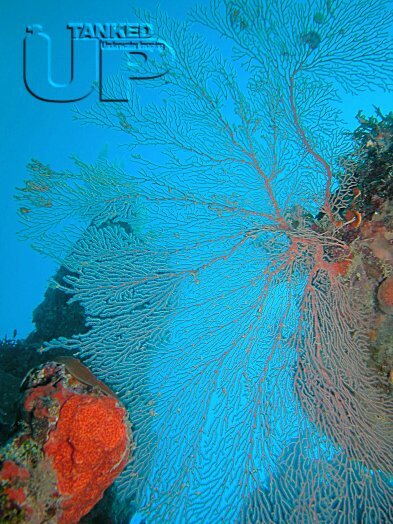 Gorgonian Fan Coral