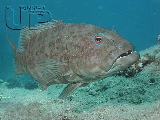 Red Sea Coral Grouper