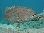 Red Sea Coral Grouper