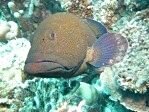 Peacock Grouper